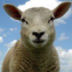 Profielfoto van *Schaap*